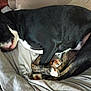 animal, appenzeller, blanket, bostonbull, bulldog, canine, couch, cushion, dog, face, furniture, greatdane, head, homedecor, hound, person, pet, pointer, puppy, sleeping