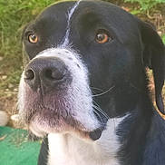 Baloo a rejoint le concours — aidez-le/la à gagner de superbes lots ! animal, appenzeller, beagle, boxer, bulldog, canine, dog, grass, greatdane, hound, husky, labradorretriever, pet, plant, pointer, puppy, snout