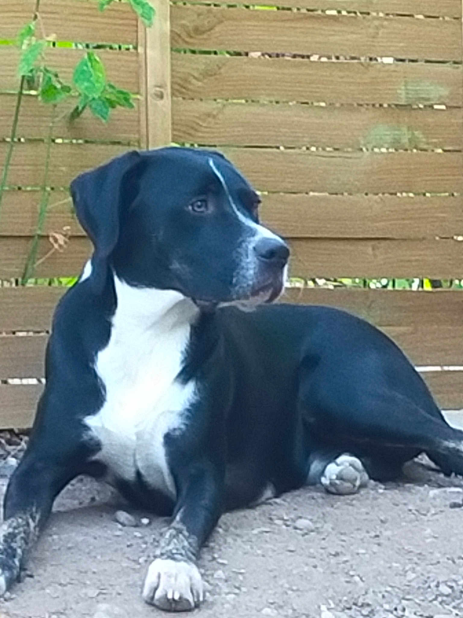Baloo
