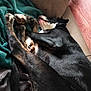 Baloo participe au concours pour gagner de l'argent avec cette photo : animal, appenzeller, bed, bedroom, blanket, bulldog, canine, couch, cushion, dog, furniture, homedecor, hound, indoors, linen, person, pet, puppy, quilt, sleeping