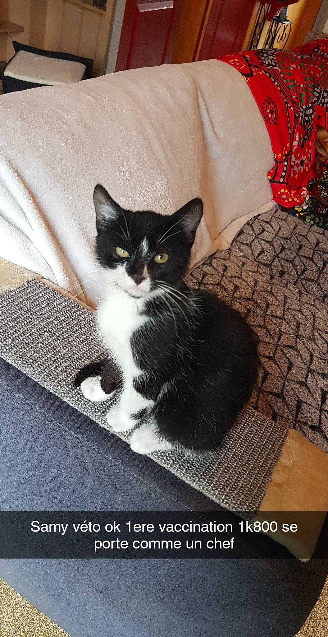 Samy a rejoint le concours — aidez-le/la à gagner de superbes lots ! box, carnivore, cat, cat_supply, comfort, domestic_short_haired_cat, felidae, formal_wear, fur, grey, linens, packaging_and_labeling, pet_supply, photo_caption, rectangle, room, sitting, small_to_medium_sized_cats, tail, whiskers