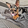 animal, bed, bedroom, blanket, bulldog, canine, chihuahua, couch, dog, frenchbulldog, furniture, hound, indoors, interiordesign, pet, pitbull, puppy, quilt, room, towel