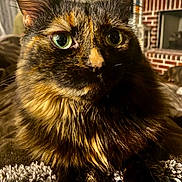 Donuts is registered to the contest to win money with this photo: animal, cat, close_up, cozy, curious, decor, ears, face, fireplace, fur, furniture, green_eyes, home, indoor, pet, portrait, sitting, tortoiseshell, warm_lighting, whiskers