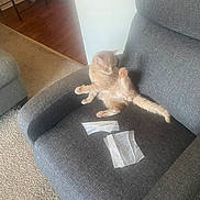 Mickey joined the competition — help win amazing prizes! animal, armchair, carpet, casual, cat, clean, cozy, cute, furniture, gray_furniture, home, indoor, living_room, orange_cat, pet, playful, relaxed_pose, sitting, torn_tissue, wooden_floor