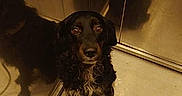 Stitch participe au concours pour gagner de l'argent avec cette photo : dog, black_dog, reflection, elevator, leash, floor, metal_walls, pet, animal, indoors, waiting, looking_up, curly_fur, brown_eyes, companion, leashed, standing, quiet, shiny_surface, corner