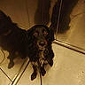 dog, black_dog, reflection, elevator, leash, floor, metal_walls, pet, animal, indoors, waiting, looking_up, curly_fur, brown_eyes, companion, leashed, standing, quiet, shiny_surface, corner
