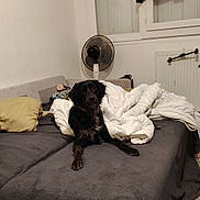 Stitch a rejoint le concours — aidez-le/la à gagner de superbes lots ! dog, bed, blanket, pillow, fan, window, black_dog, indoor, comforter, gray_blanket, yellow_pillow, floor, blue_bowl, clothing_hanging, radiator, home_interior, pet, resting, furniture, casual