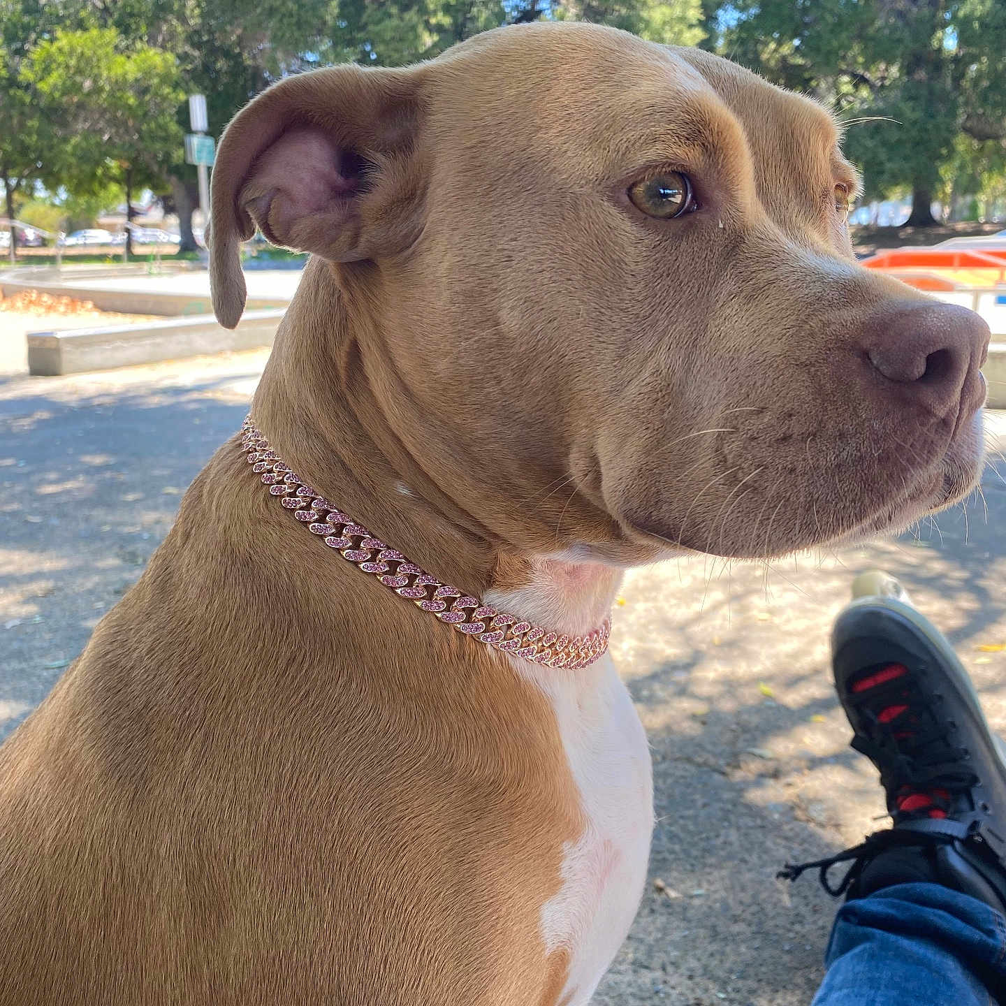 Athena joined the competition — help win amazing prizes! bench, calm, canine, close_up, collar, dog, jeans, outdoor, park, paw, person, pet, shade, side_profile, sitting, sneakers, sunlight, tan, tree, white