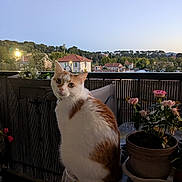 Tressia a rejoint le concours — aidez-le/la à gagner de superbes lots ! animal, balcony, cat, curious, domestic, evening, flower_pot, flowers, furniture, houses, nature, orange_and_white, outdoor, pet, plants, quiet, sky, sunset, table, trees