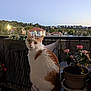animal, balcony, cat, curious, domestic, evening, flower_pot, flowers, furniture, houses, nature, orange_and_white, outdoor, pet, plants, quiet, sky, sunset, table, trees