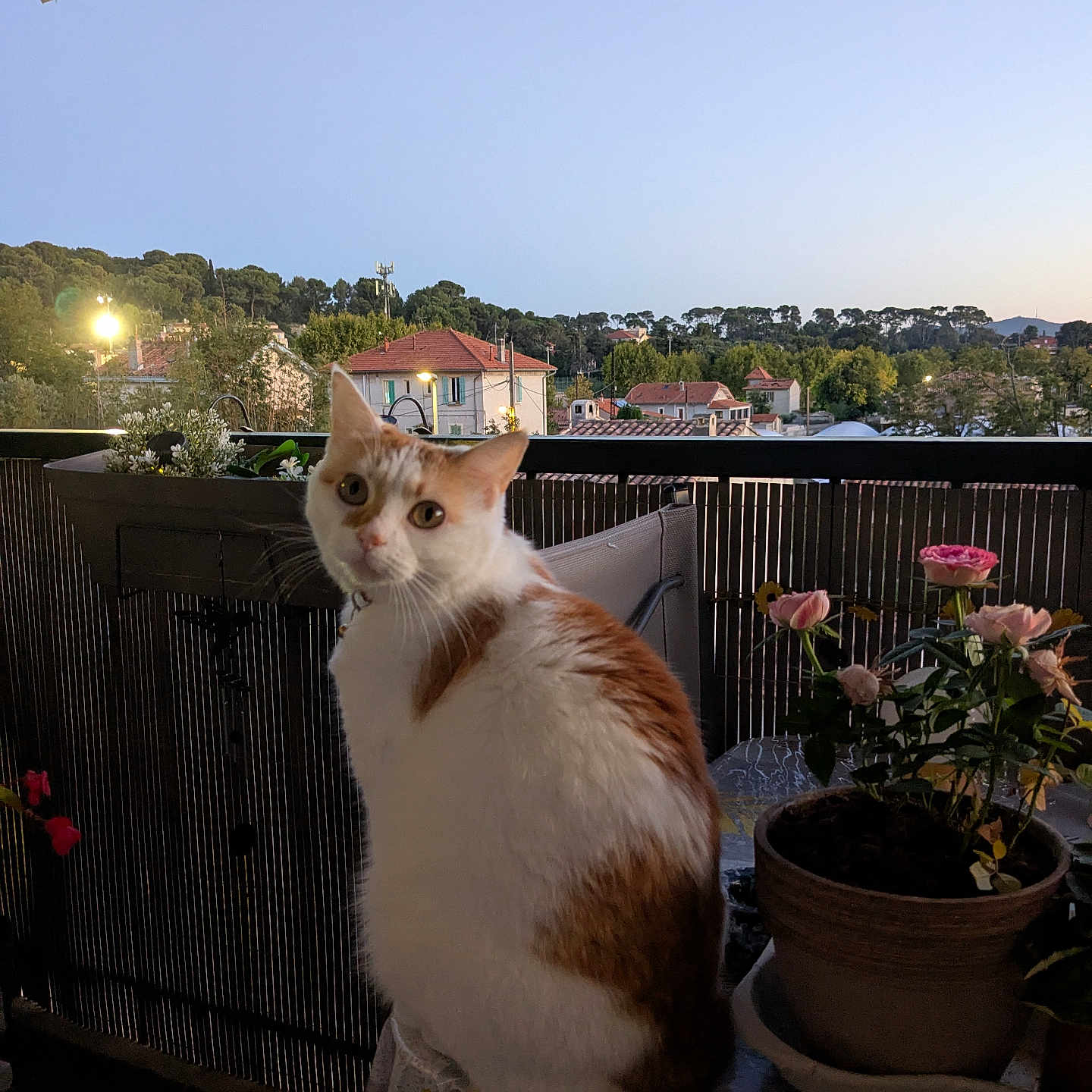Tressia a rejoint le concours — aidez-le/la à gagner de superbes lots ! animal, balcony, cat, curious, domestic, evening, flower_pot, flowers, furniture, houses, nature, orange_and_white, outdoor, pet, plants, quiet, sky, sunset, table, trees