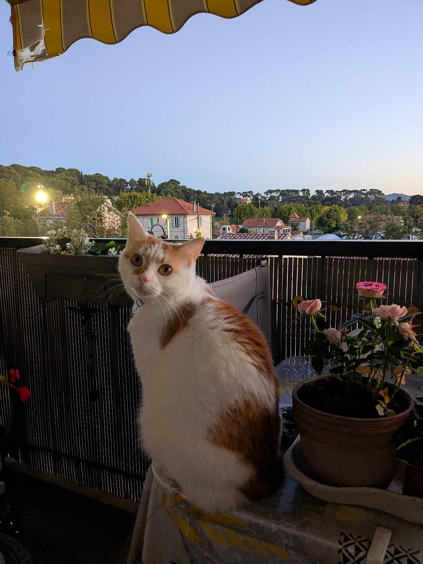 Tressia a rejoint le concours — aidez-le/la à gagner de superbes lots ! animal, balcony, cat, curious, domestic, evening, flower_pot, flowers, furniture, houses, nature, orange_and_white, outdoor, pet, plants, quiet, sky, sunset, table, trees