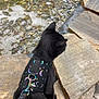 cat, black_cat, harness, leash, pond, water, pebbles, rocks, stone_wall, outdoor, pet, sitting, back_view, feline, whiskers, tail, exploration, reflection, moon_pattern, leash_clip