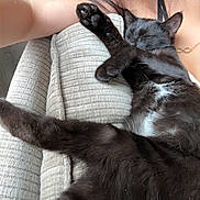 Harvest Moon is registered to the contest to win money with this photo: cat, black_cat, sleeping_cat, pet, feline, paw, couch, cushion, person_arm, human, necklace, indoor, cozy, nap, whiskers, fur, close_up, relaxed, upholstery, sofa