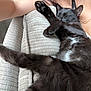 cat, black_cat, sleeping_cat, pet, feline, paw, couch, cushion, person_arm, human, necklace, indoor, cozy, nap, whiskers, fur, close_up, relaxed, upholstery, sofa