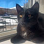 cat, black_cat, feline, pet, windowsill, window, glass, snow, backyard, sunlit, sunlight, whiskers, ears, golden_eyes, portrait, indoor, cozy, reflection, patio_furniture, relaxed