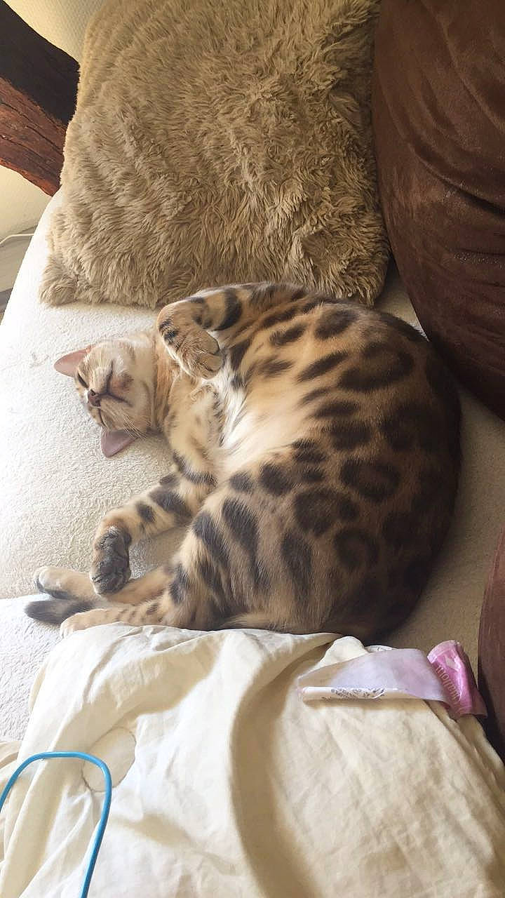 Pandora participe au concours pour gagner de l'argent avec cette photo : bed, bed_sheet, bedding, carnivore, cat, comfort, domestic_short_haired_cat, fawn, felidae, fur, linens, mammal, room, small_to_medium_sized_cats, snout, terrestrial_animal, vertebrate, whiskers, wildlife