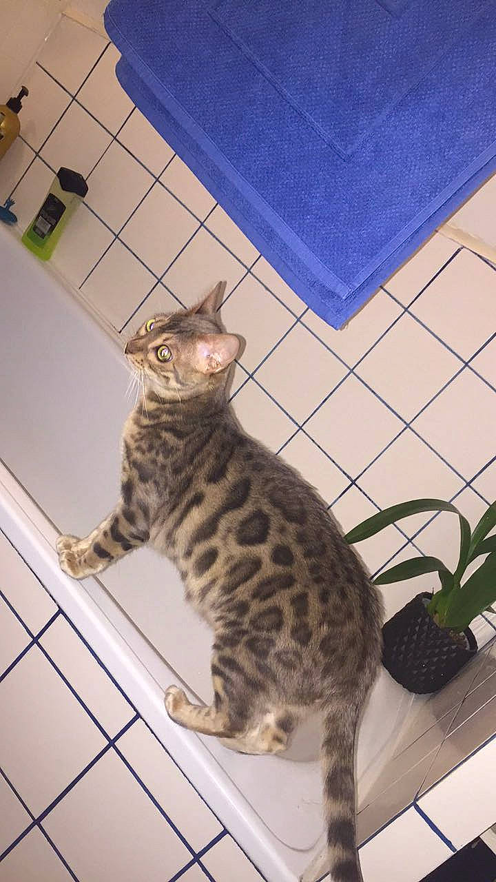 Pandora participe au concours pour gagner de l'argent avec cette photo : carnivore, cat, domestic_short_haired_cat, felidae, flooring, flowerpot, fur, houseplant, mammal, paw, plant, room, sitting, small_to_medium_sized_cats, snout, tail, terrestrial_animal, vertebrate, whiskers