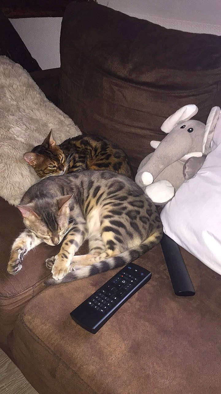 Pandora participe au concours pour gagner de l'argent avec cette photo : bed, carnivore, cat, comfort, couch, domestic_short_haired_cat, felidae, fur, furniture, grey, linens, living_room, mammal, pattern, pillow, room, small_to_medium_sized_cats, tail, terrestrial_animal, whiskers