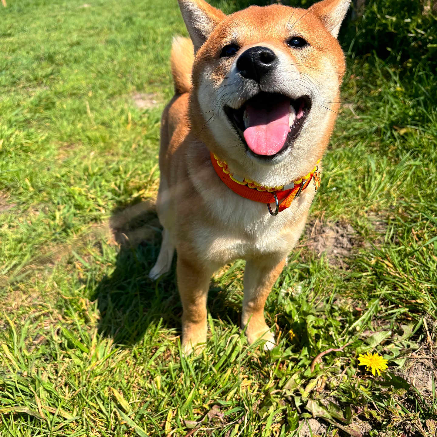 Kyubi participe au concours pour gagner de l'argent avec cette photo : accessories, animal, bodypart, canine, dog, field, flower, grass, grassland, herbal, herbs, husky, mouth, nature, outdoors, person, pet, plant, puppy, strap