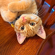 Pumpkin joined the competition — help win amazing prizes! animal, cat, closeup, curious, cute, domestic_cat, ears, eyes, fur, indoor, lying_down, mammal, nose, orange_tabby, pet, portrait, soft_fur, table, whiskers, wood