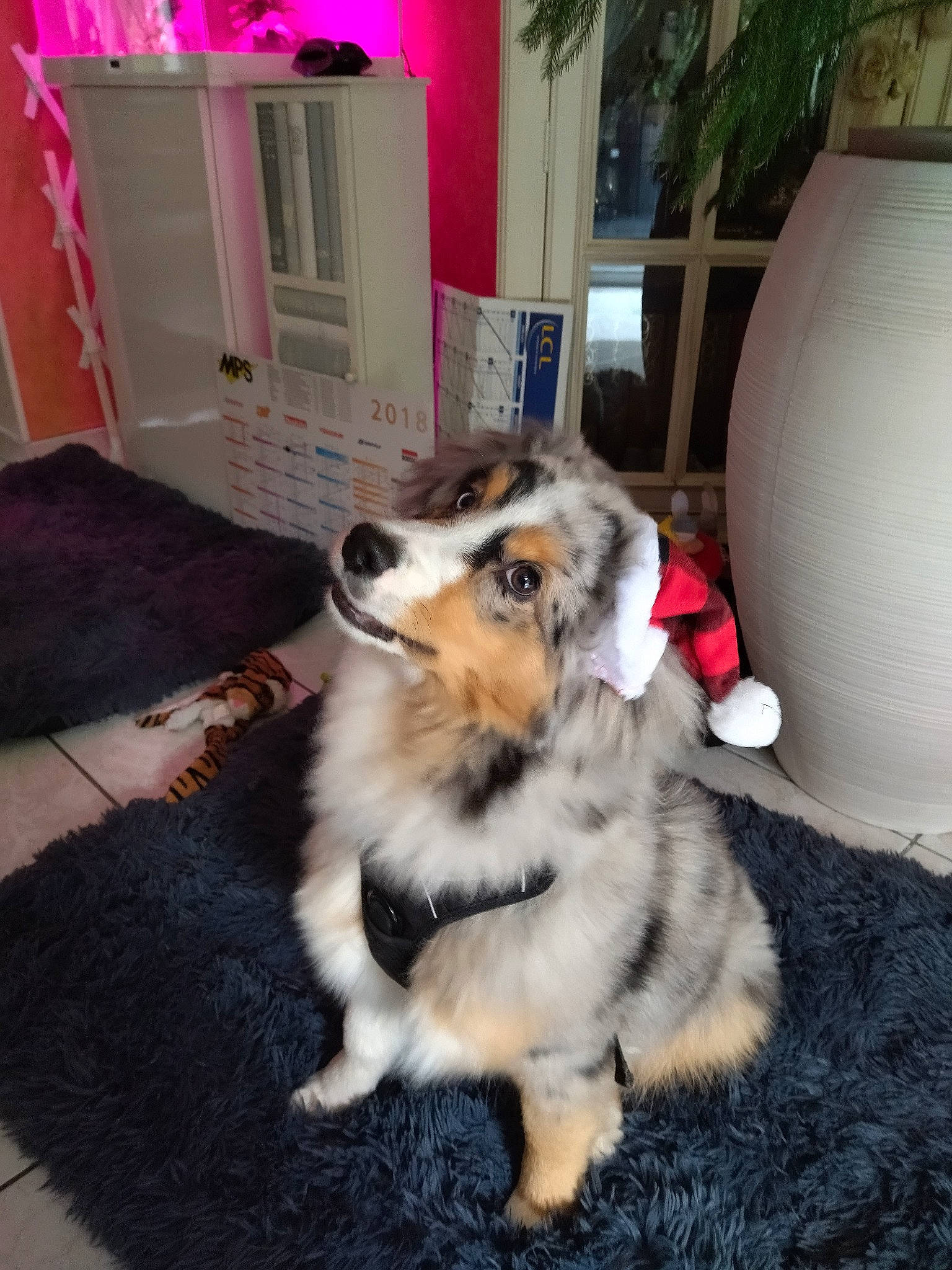 Ucky participe au concours pour gagner de l'argent avec cette photo : carnivore, collie, companion_dog, dog, dog_breed, door, floor, flooring, fur, hardwood, herding_dog, houseplant, plant, refrigerator, room, shetland_sheepdog, sporting_group, tail, wood, working_dog