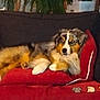 Ucky participe au concours pour gagner de l'argent avec cette photo : dog, australian_shepherd, couch, red_cushion, indoor, pet, relaxed, fur, animal, houseplant, glasses, table, living_room, resting, canine, domestic_animal, furniture, cozy, companion, portrait