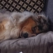 Ucky a rejoint le concours — aidez-le/la à gagner de superbes lots ! dog, sleeping_dog, couch, patterned_pillow, fur, close_up, indoor, pet, snout, nose, relaxed, cozy, blanket, head, resting, sleepy, companion, sofa, domestic, portrait