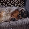 blanket, close_up, companion, couch, cozy, dog, domestic, fur, head, indoor, nose, patterned_pillow, pet, portrait, relaxed, resting, sleeping_dog, sleepy, snout, sofa