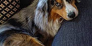 Ucky a rejoint le concours — aidez-le/la à gagner de superbes lots ! australian_shepherd, dog, pet, couch, blue_eyes, long_fur, fur, portrait, resting, indoors, pillow, patterned_pillow, cozy, side_eye, close_up, whiskers, looking_at_camera, home_interior, canine, companion