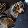australian_shepherd, blue_eyes, canine, close_up, companion, couch, cozy, dog, fur, home_interior, indoors, long_fur, looking_at_camera, patterned_pillow, pet, pillow, portrait, resting, side_eye, whiskers