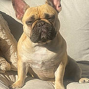Sophia is registered to the contest to win money with this photo: animal, beige, companion, couch, cozy, cute, dog, ears, expression, french_bulldog, fur, indoor, paw, pet, relaxed, shadow, sitting, snout, sunlight, wrinkles