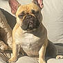 animal, beige, companion, couch, cozy, cute, dog, ears, expression, french_bulldog, fur, indoor, paw, pet, relaxed, shadow, sitting, snout, sunlight, wrinkles