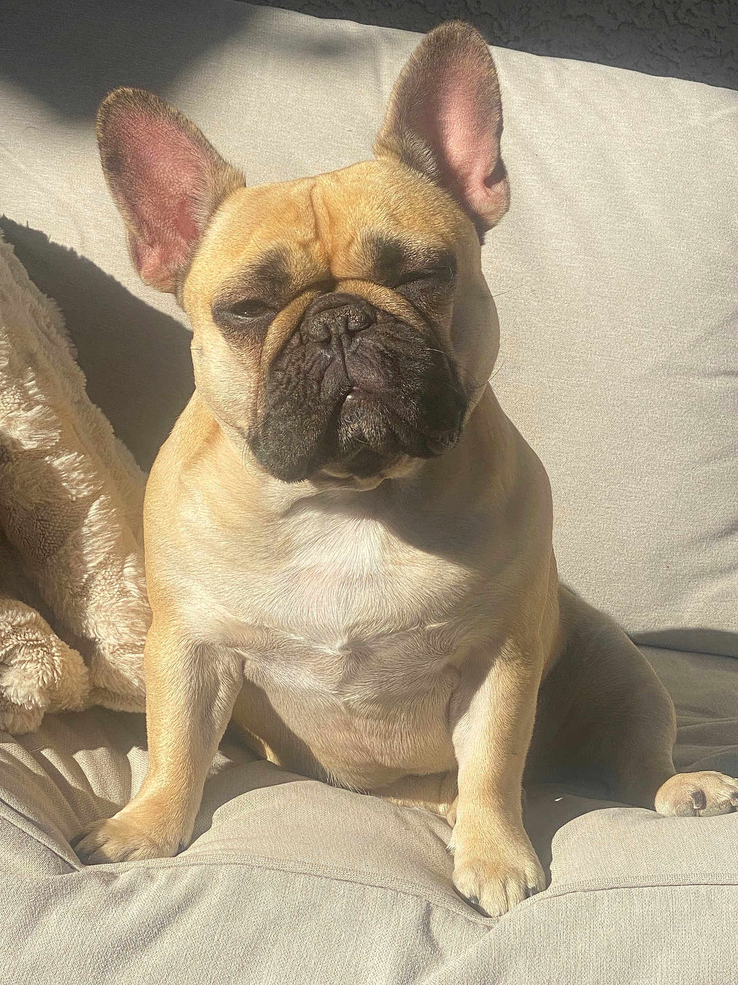 Sophia