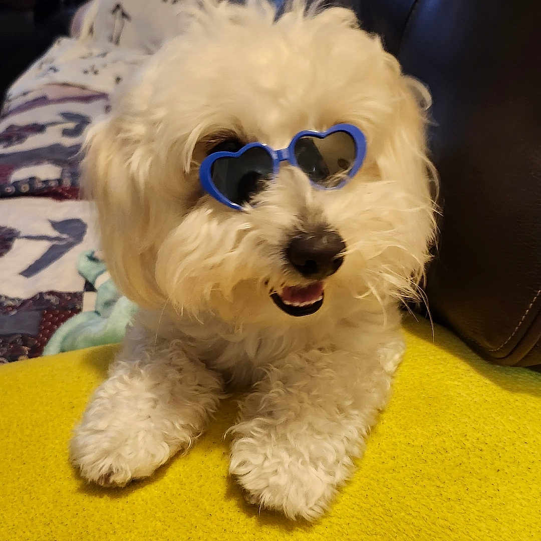 Tj Matias joined the competition — help win amazing prizes! blue_sunglasses, couch, cozy, cute, dog, fluffy_dog, fur, happy, heart_shaped_sunglasses, indoor, leather_couch, living_room, pet, playful, quilt, relaxed, small_dog, smiling_dog, white_dog, yellow_blanket