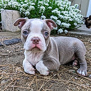 Gibbs joined the competition — help win amazing prizes! puppy, dog, puppy_face, blue_eyes, white_markings, paws, dirt, ground, flowers, white_flowers, garden, outdoor, cute, pet, small_dog, portrait, plants, closeup, shallow_depth_of_field, animal