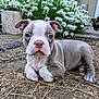puppy, dog, puppy_face, blue_eyes, white_markings, paws, dirt, ground, flowers, white_flowers, garden, outdoor, cute, pet, small_dog, portrait, plants, closeup, shallow_depth_of_field, animal