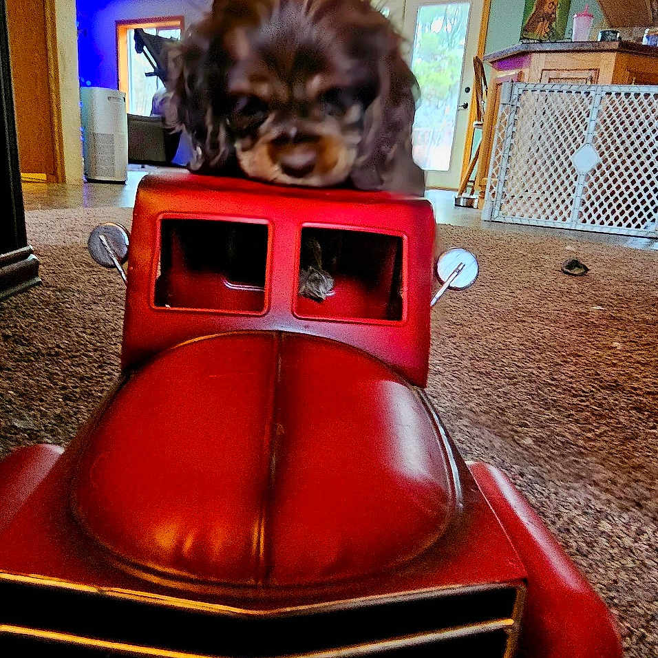Liberty Bell Weigel