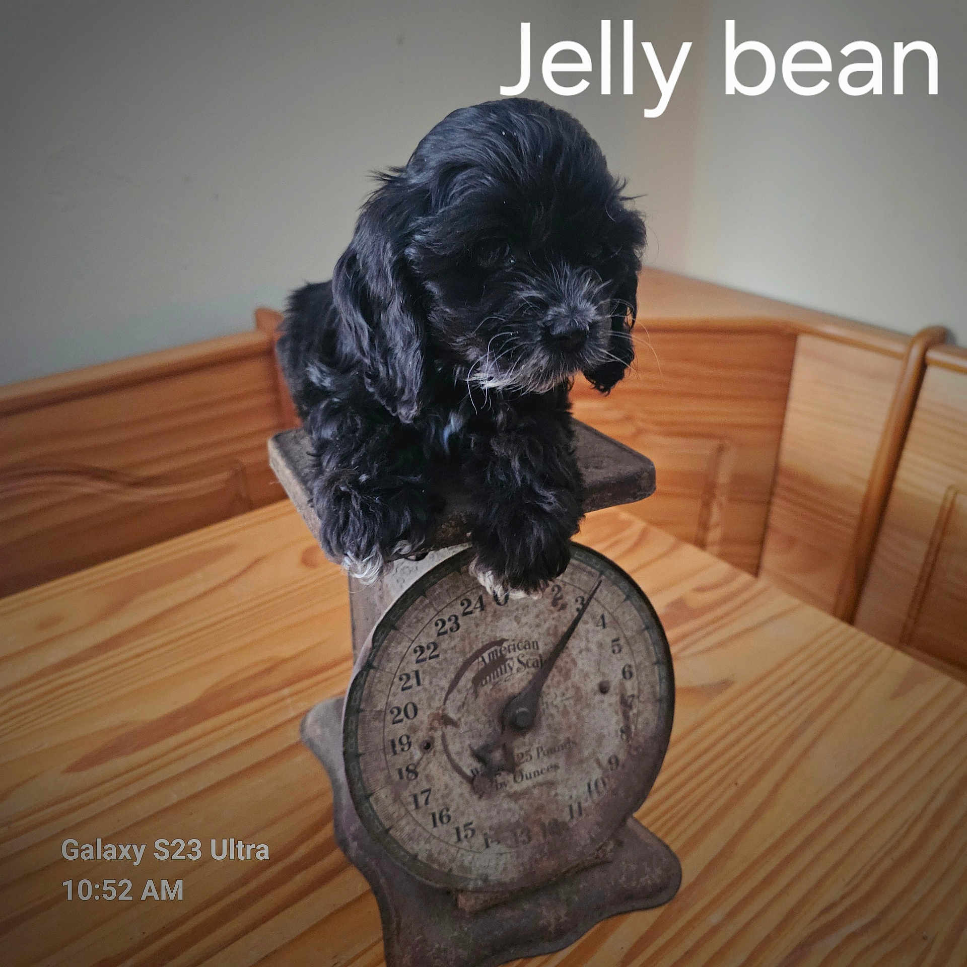 Jelly Bean