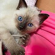 Buzz participe au concours pour gagner de l'argent avec cette photo : kitten, cat, blue_eyes, fur, paw, claw, cord, pink_fabric, texture, close_up, cute, pet, animal, indoor, soft, young, whiskers, face, ears, relaxed
