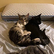 Luke joined the competition — help win amazing prizes! animal, bed, black_cat, blanket, cat, comfort, companions, cozy, cute, domestic, feline, fur, indoor, pair, pets, pillow, relaxation, resting, sleeping, tabby_cat