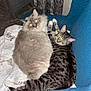 Luke joined the competition — help win amazing prizes! animal, carpet, cat, cats, chair, cozy, curtain, cute, domestic, feline, furniture, home, indoor, longhair, pet, quilt, resting, snuggling, tabby, window