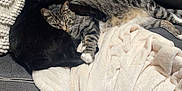 Luke is registered to the contest to win money with this photo: animal, black_cat, blanket, cat, comfort, couch, cozy, domestic_animal, feline, fur, home, indoor, living_room, pet, pillow, relaxing, resting, sleeping, snuggling, tabby_cat