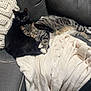 animal, black_cat, blanket, cat, comfort, couch, cozy, domestic_animal, feline, fur, home, indoor, living_room, pet, pillow, relaxing, resting, sleeping, snuggling, tabby_cat