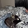 Luke is registered to the contest to win money with this photo: animal, bed, bedroom, black_cat, blanket, cat, comfort, cozy, curtain, cute, domestic_cat, floral_pattern, fur, indoor, pet, resting, sleeping, snuggling, tabby_cat, two_cats
