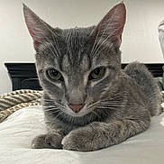 Sasha is registered to the contest to win money with this photo: animal, bedroom, cat, close_up, cozy, cute, domestic_cat, feline, fur, gray_tabby, green_eyes, indoor, lying_down, pet, pillow, portrait, relaxed, resting, soft_light, whiskers
