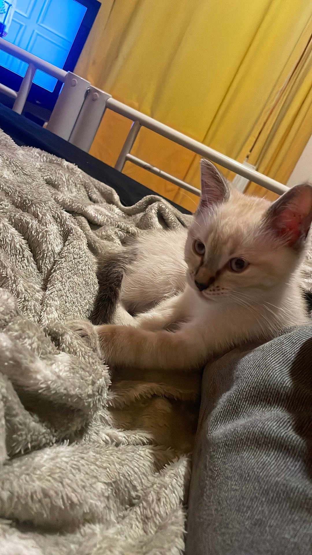 Seisho participe au concours pour gagner de l'argent avec cette photo : kitten, cat, blanket, bed, indoor, curtains, furniture, cozy, resting, pet, fur, animal, young, cute, domestic, sleepy, soft, comfort, relaxing, side_view