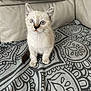 Seisho a rejoint le concours — aidez-le/la à gagner de superbes lots ! kitten, cat, pet, animal, curious, blue_eyes, sitting, indoor, couch, fabric, pattern, small, young, fur, whiskers, ears, cute, domestic, feline, soft