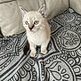 Seisho a rejoint le concours — aidez-le/la à gagner de superbes lots ! kitten, cat, blue_eyes, pet, animal, feline, cute, curious, sitting, indoor, blanket, pattern, couch, leather, fur, whiskers, ears, young, small, domestic