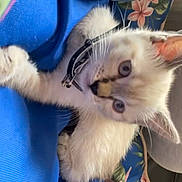 Seisho participe au concours pour gagner de l'argent avec cette photo : kitten, cat, blue_eyes, collar, pet, animal, feline, cute, curious, indoor, cushion, floral_pattern, fabric, resting, whiskers, small, young, closeup, soft, domestic
